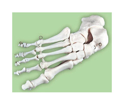 Скелет стопы правая (демонстрационная модель)